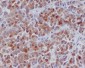 Anti-Cyclin B1 CCNB1 Rabbit Monoclonal Antibody